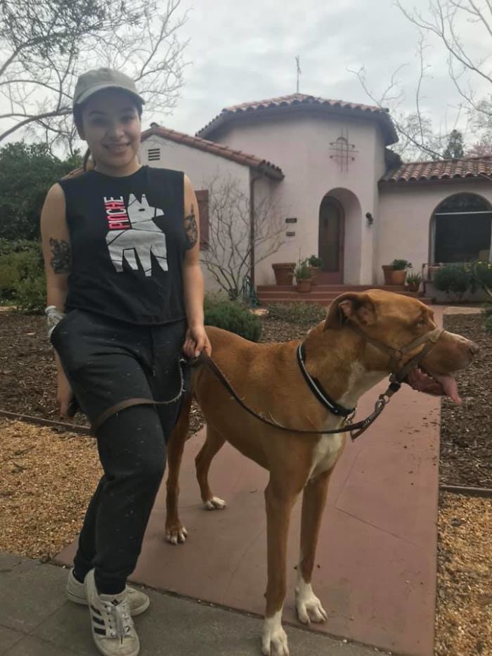 dogs15