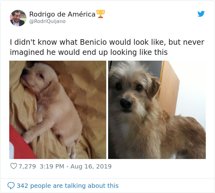 dogs15