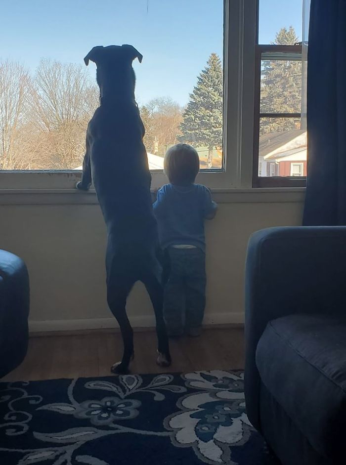 dogs15