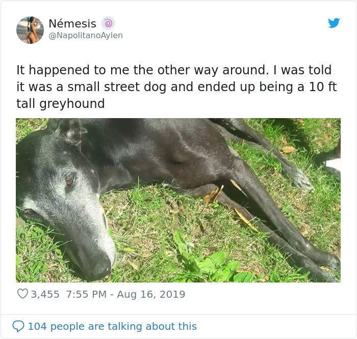 dogs15