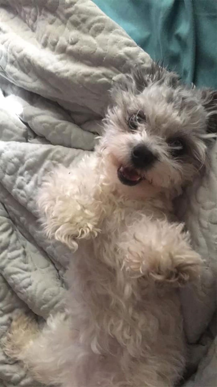 dogs15