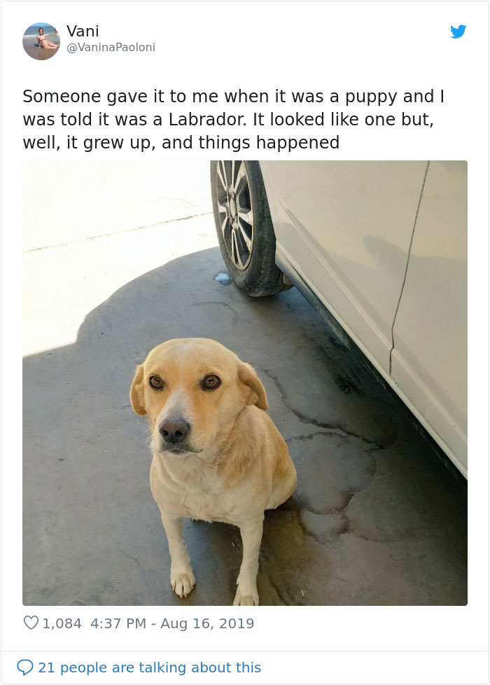 dogs15