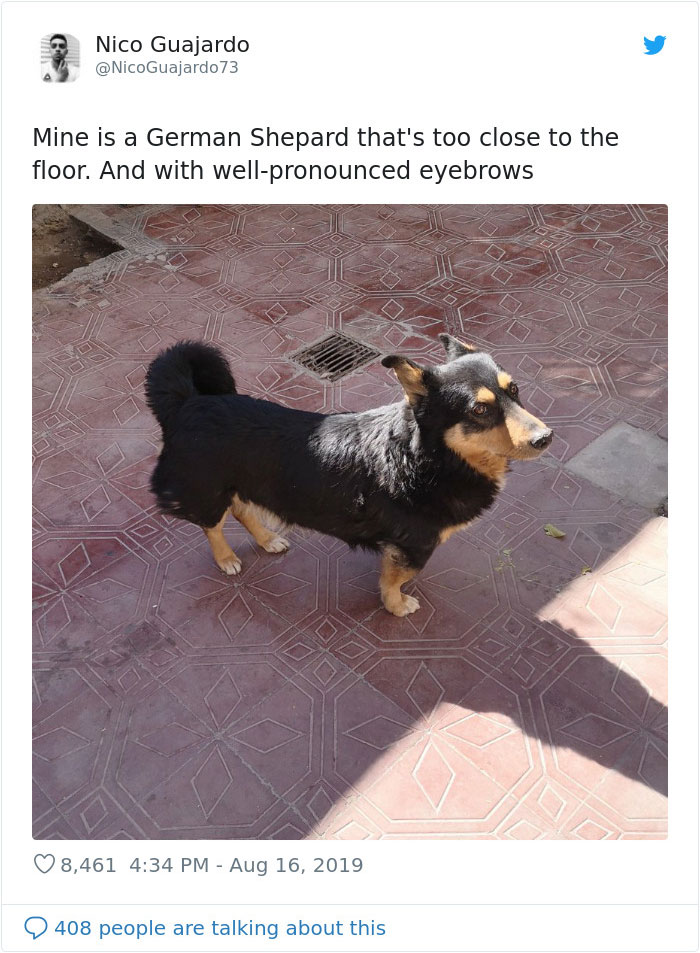 dogs15