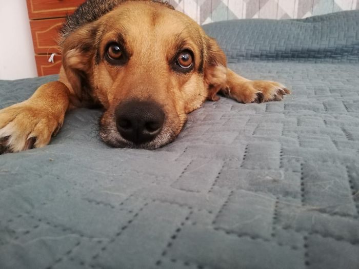 dogs15