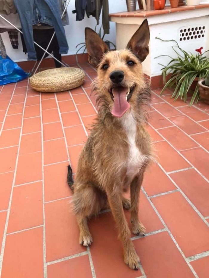 dogs15