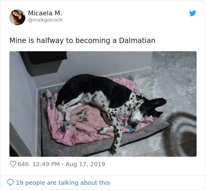 dogs15