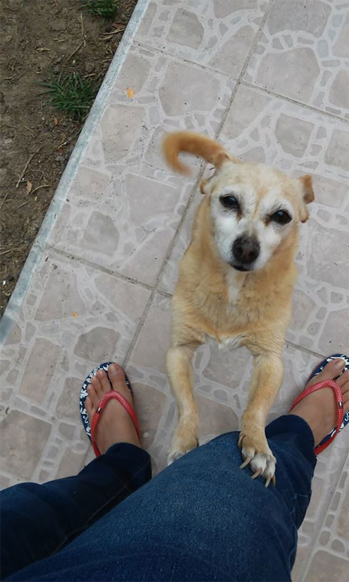 dogs15
