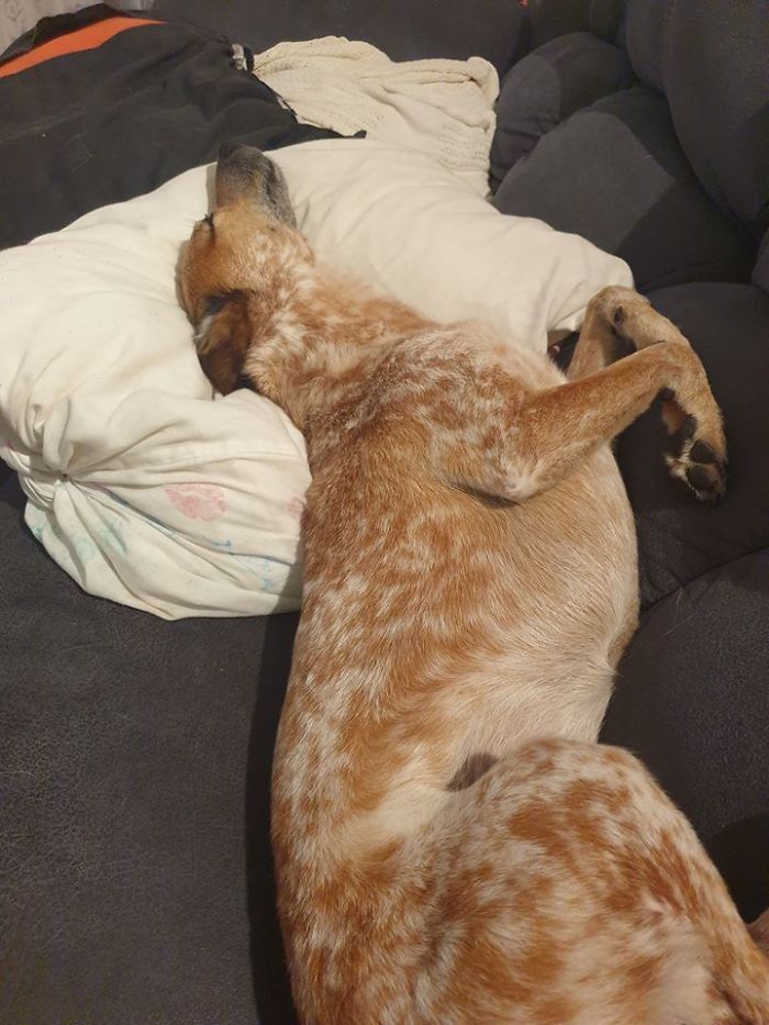 dogs15