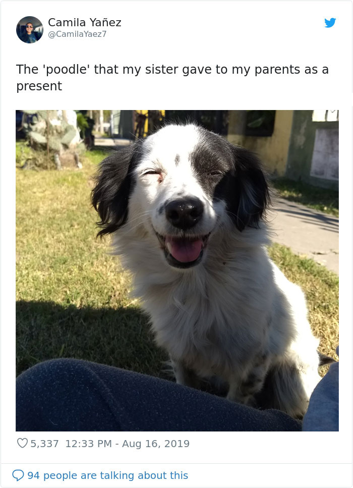 dogs15