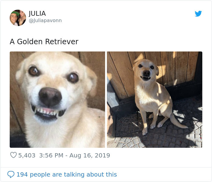 dogs15