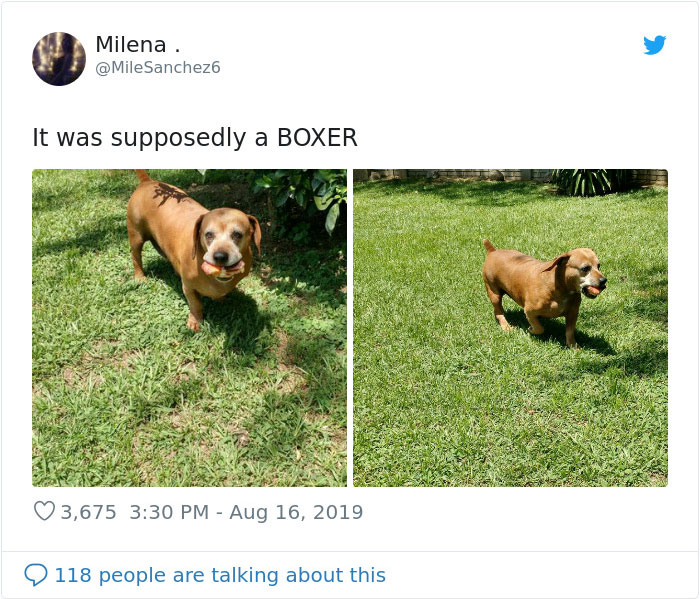 dogs15
