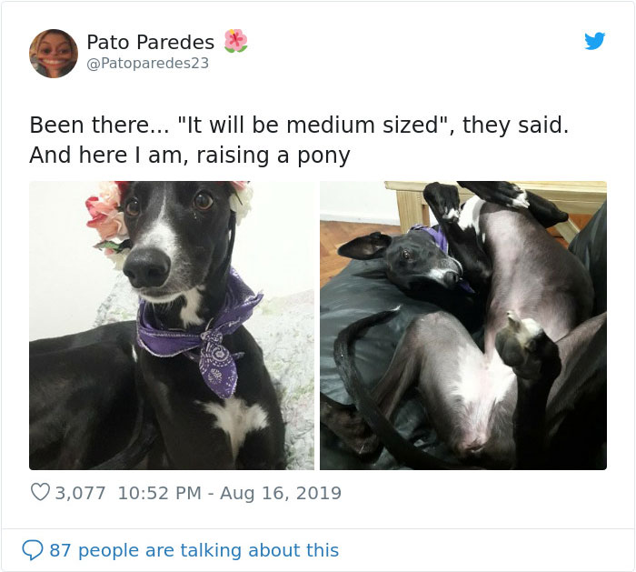 dogs15