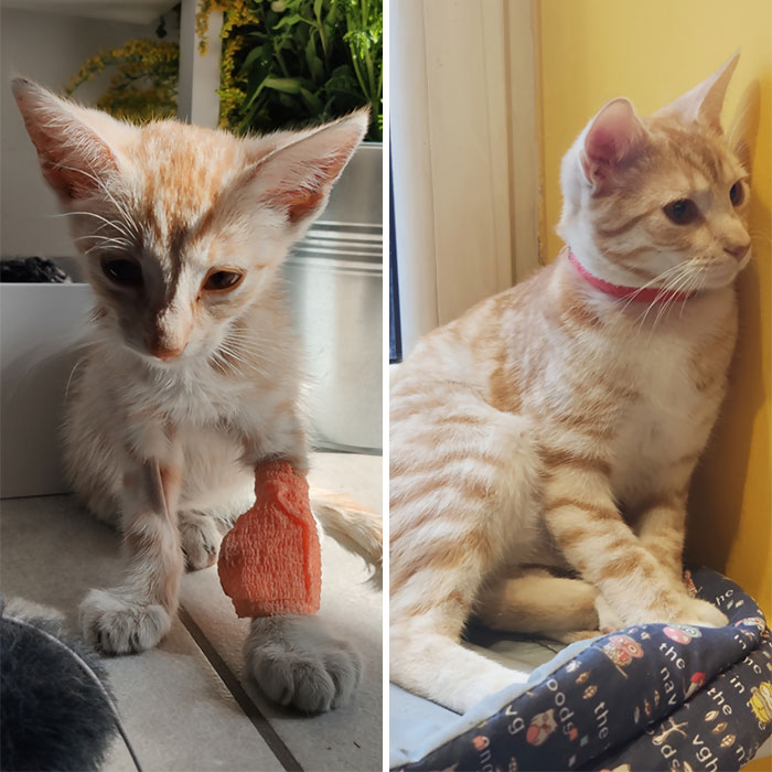 Fenek, hace 6 meses y hoy