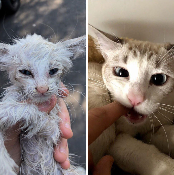 Cuando la rescaté hace un año y ahora mostrando su gratitud