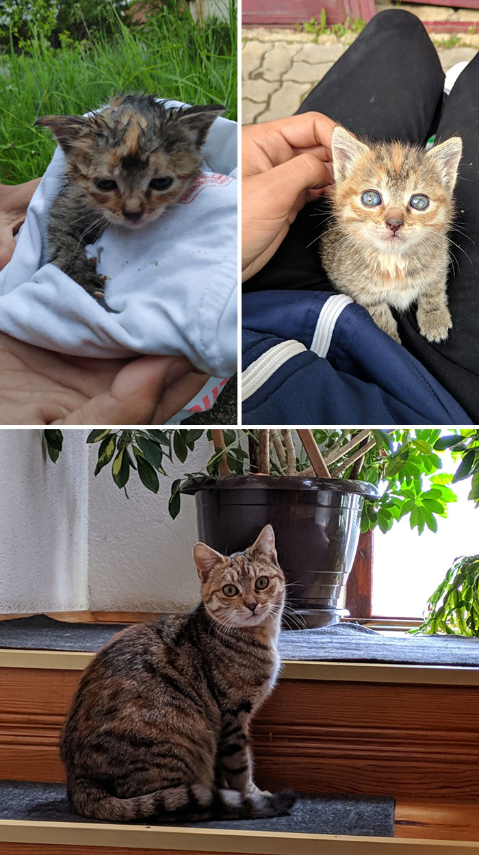 Cuando lo encontramos en la lluvia, unos días después tras limpiarlo y ahora 6 meses después