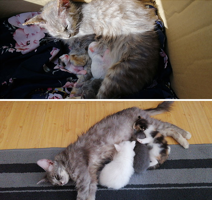 Me llevé a casa a una gata callejera con sus 3 gatitos. Un mes después, ya no tiene sarna y sus gatitos están bien gordos