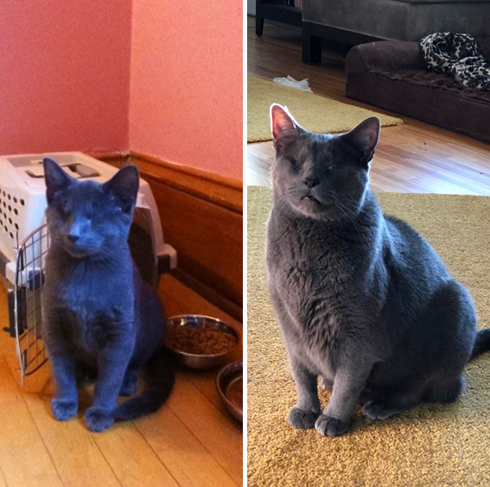 Hace 8 años adopté un gatito ciego de un refugio que tenía problemas