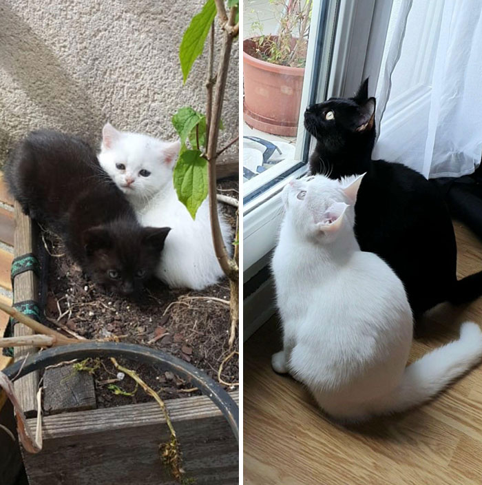 Me dijeron que los adoptara juntos porque serían muy felices, y así ha sido