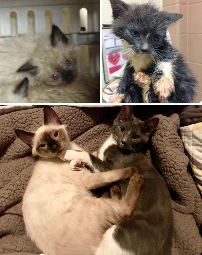 Rah y Luna, encontrados en un contenedor