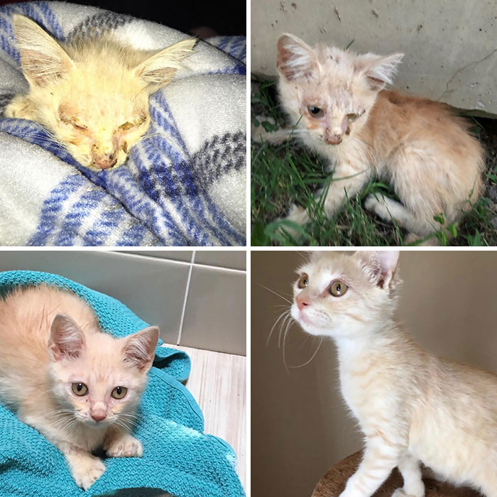 Encontré a Chelvin enfermo y malnutrido en el vecindario. Esto es tras 3 semanas de cuidados