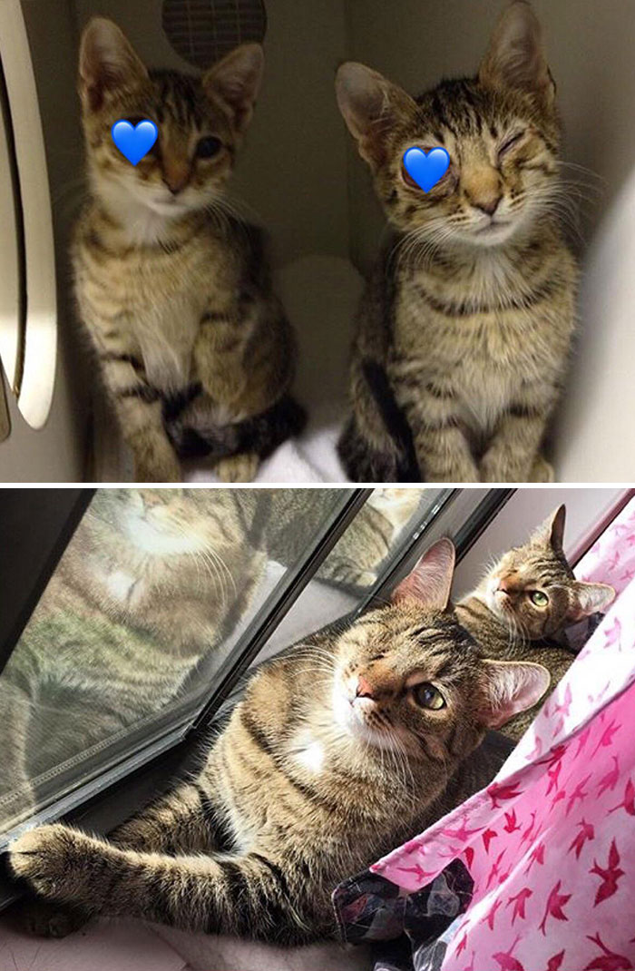 Mako y Bolin cuando tenían problemas horribles en los ojos