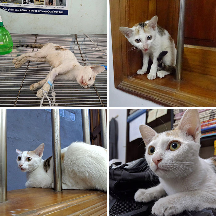 Katie estaba muy débil cuando la adopté hace 3 meses, pero es una luchadora