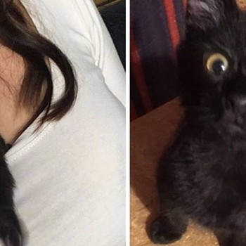 Gatitos antes y después de ser adoptados